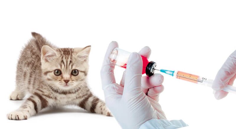 állatok és emberek férgek elleni vakcinázása