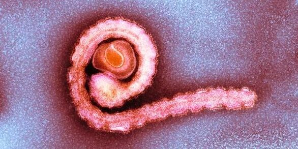 törpe galandféreg az emberi szervezetben