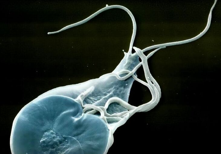 bél lamblia emberekben