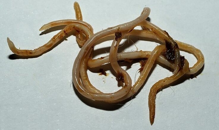 toxocara az emberi szervezetből